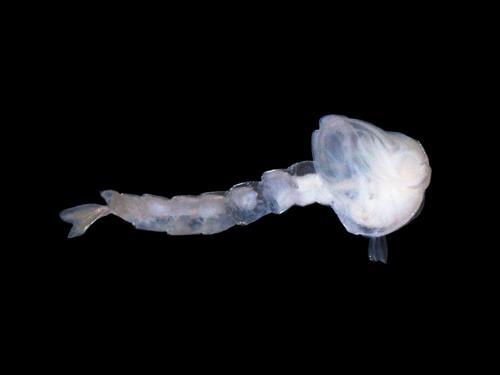 Mosquito Larvae